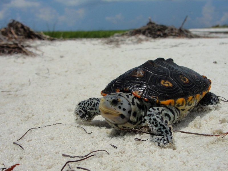 Diamondback Terrapin