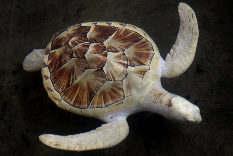Pseudemys concinna