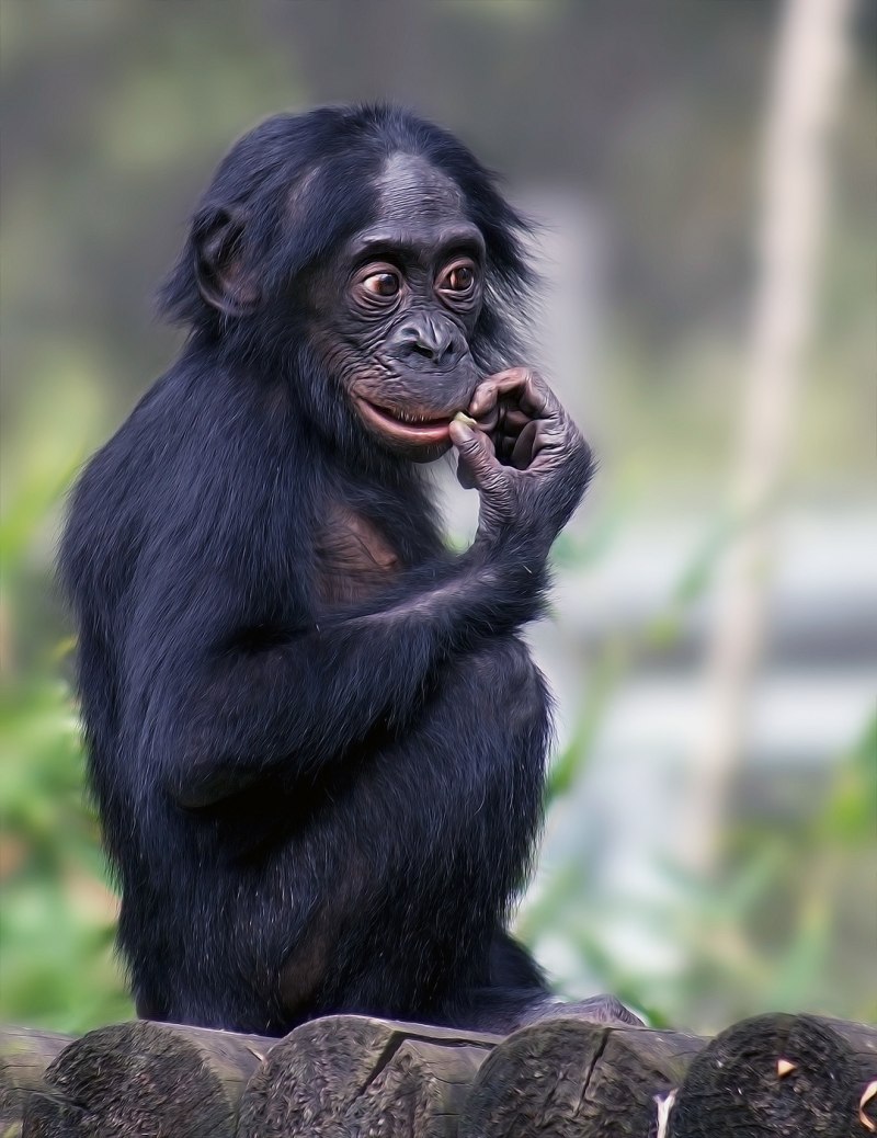 Бонобо обезьяна (60 фото)