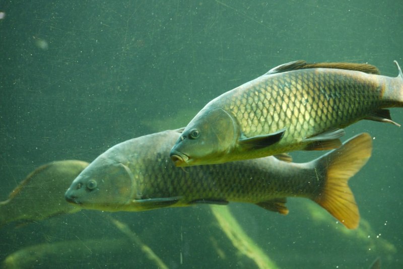 Карп (Cyprinus Carpio)