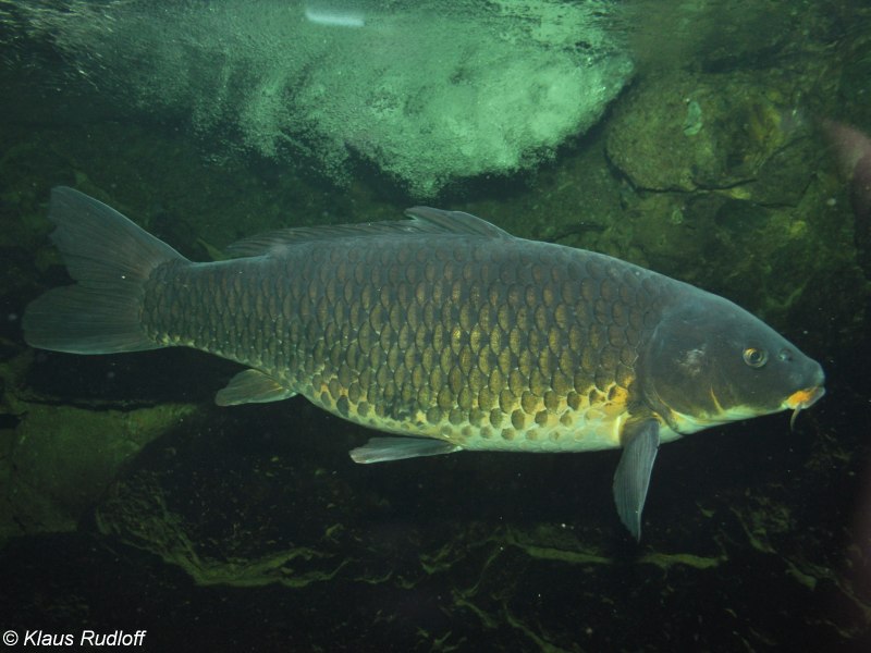 Сазан (Cyprinus Carpio)