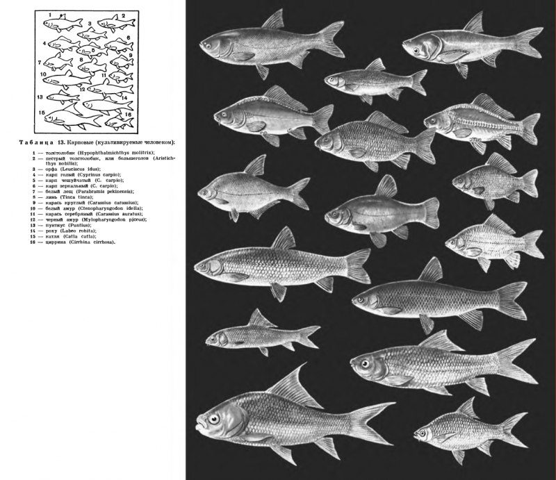 Известные представители семейства карповых и особенности их вида