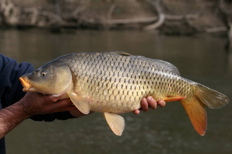 Карп (Cyprinus Carpio)