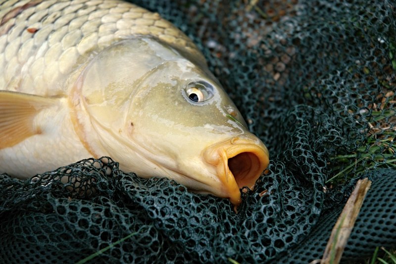 Карп (Cyprinus Carpio)