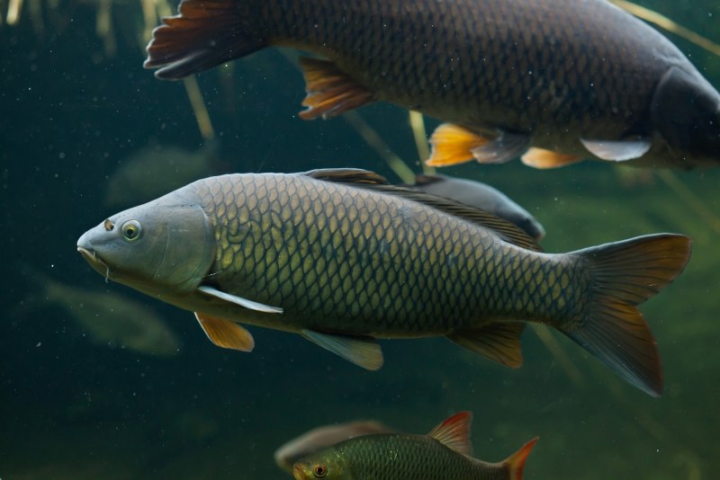 Сазан (= Карп обыкновенный) – Cyprinus Carpio