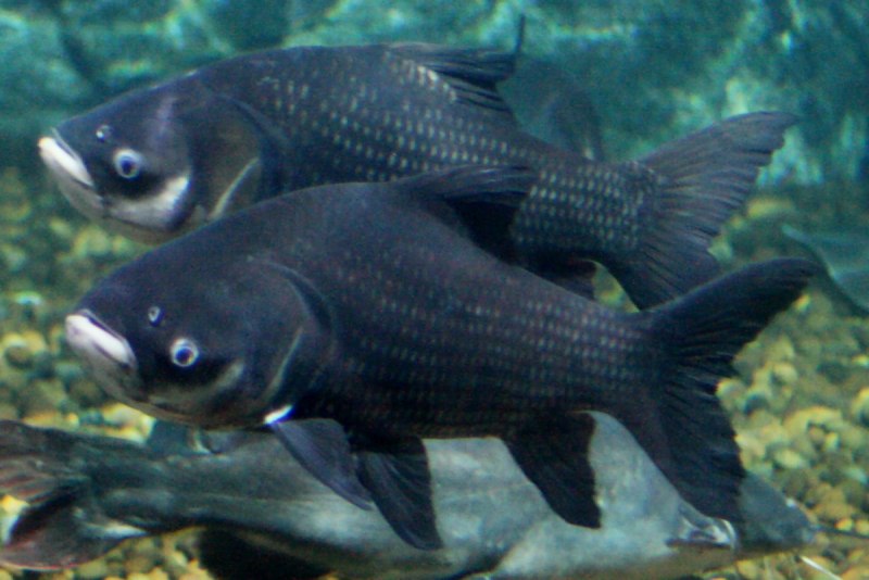 Карп (Cyprinus Carpio)