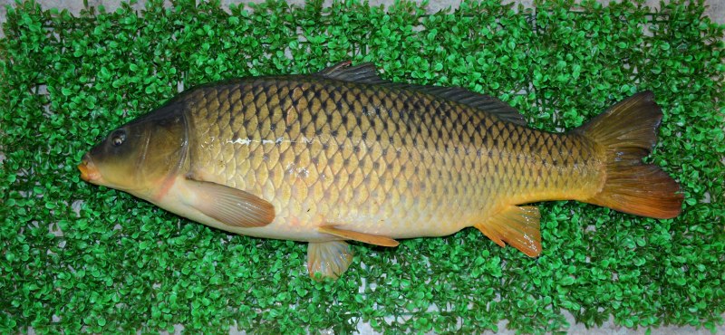 Вид обыкновенная щука - Esox Lucius