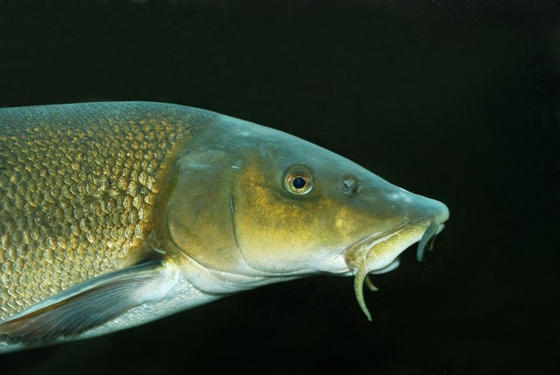 Catlocarpio Siamensis