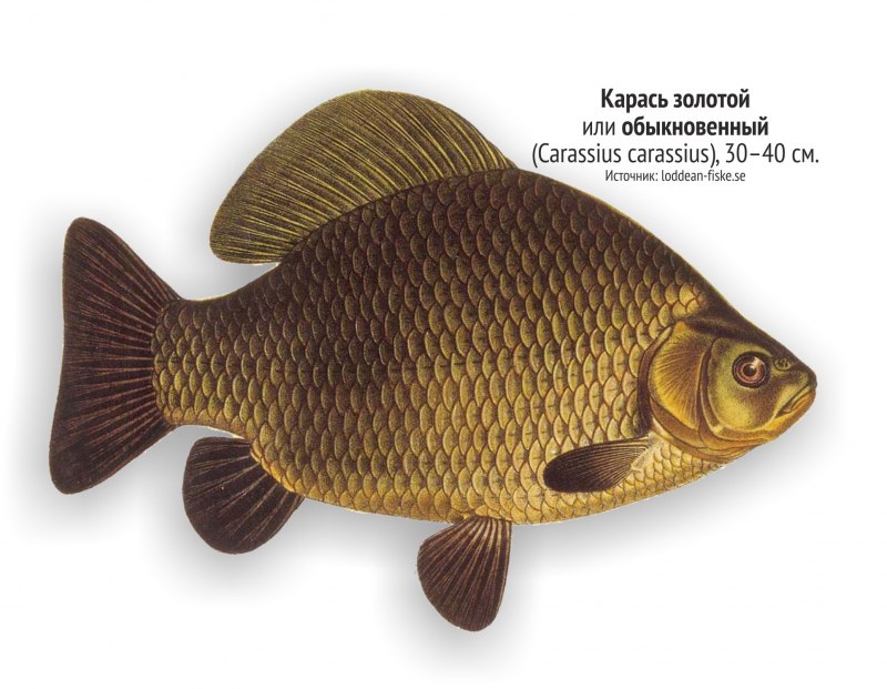 Речной карась Буффало
