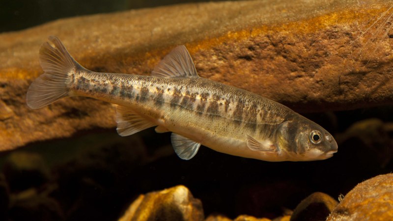 Сазан (= Карп обыкновенный) – Cyprinus Carpio