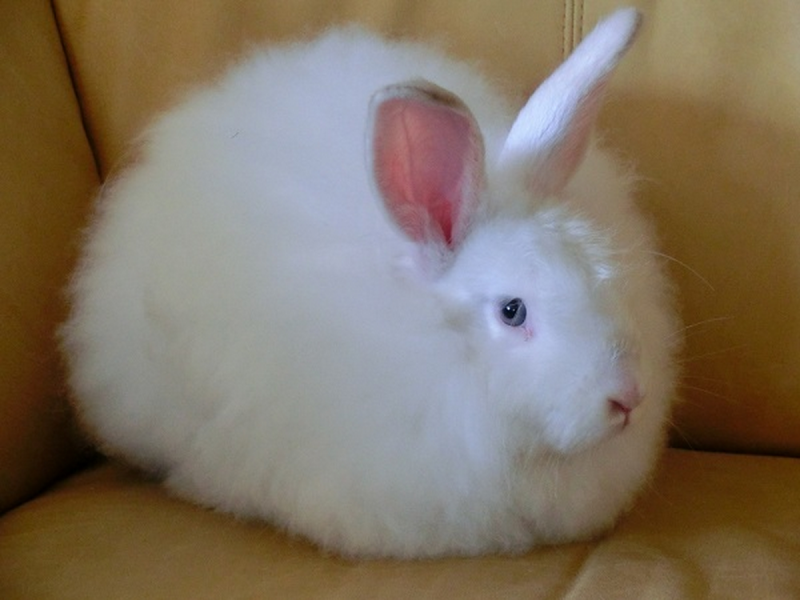 Белый пуховой кролик (67 фото)