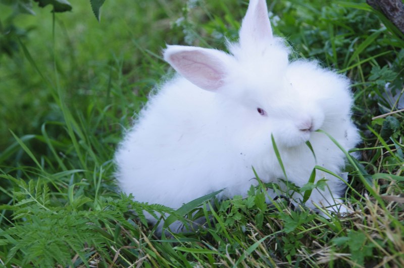 Lionhead Rabbit White