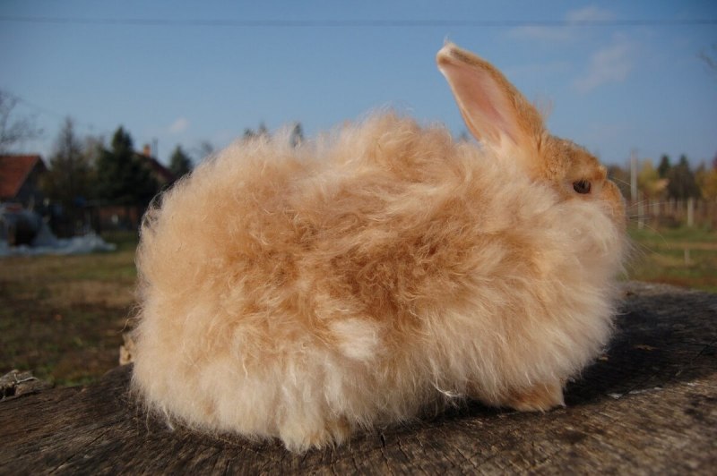 Гигантский ангорский кролик