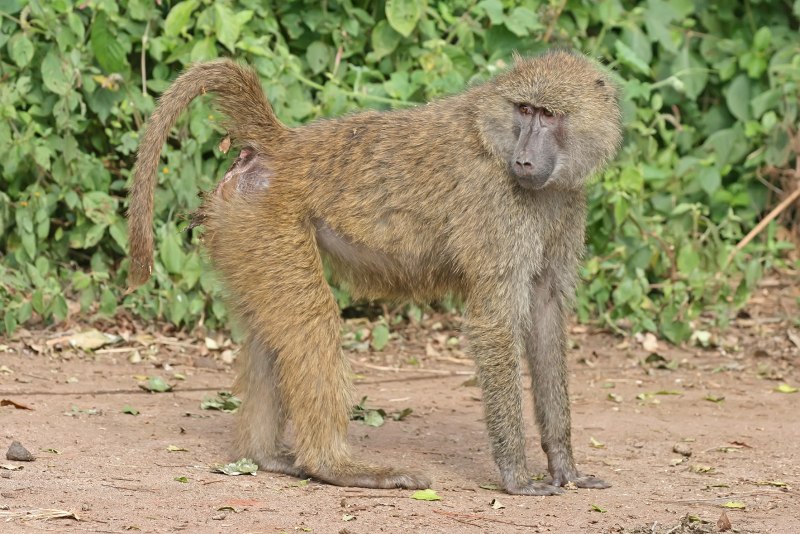 Носач (proboscis Monkey)