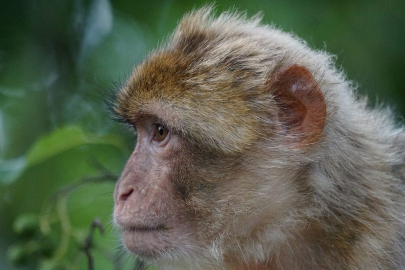 Приматы / Primates