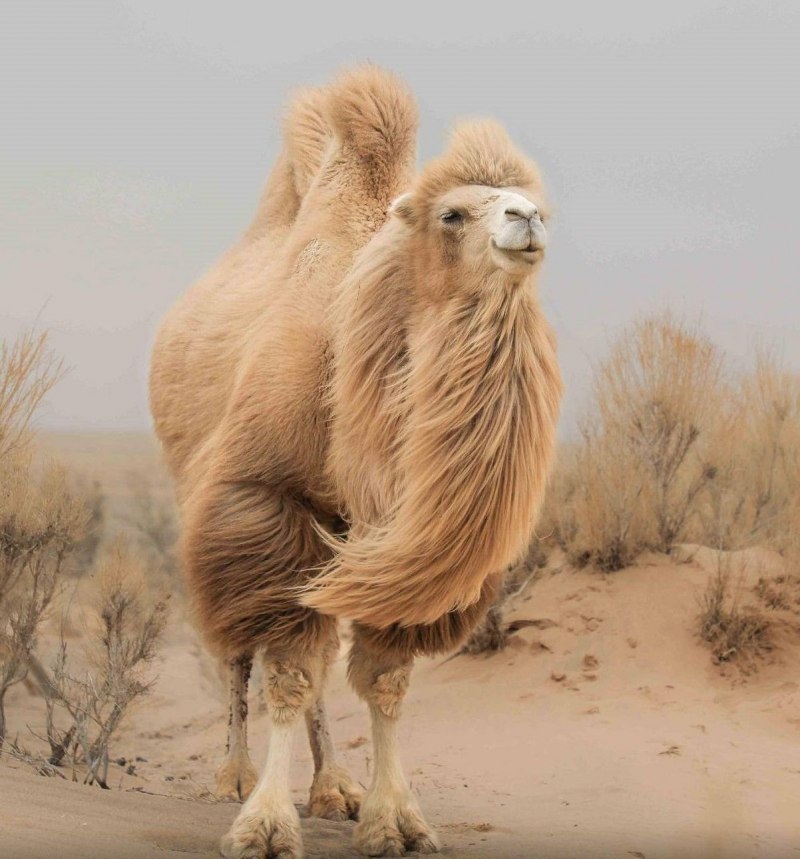 Верблюд двугорбый Camelus bactrianus