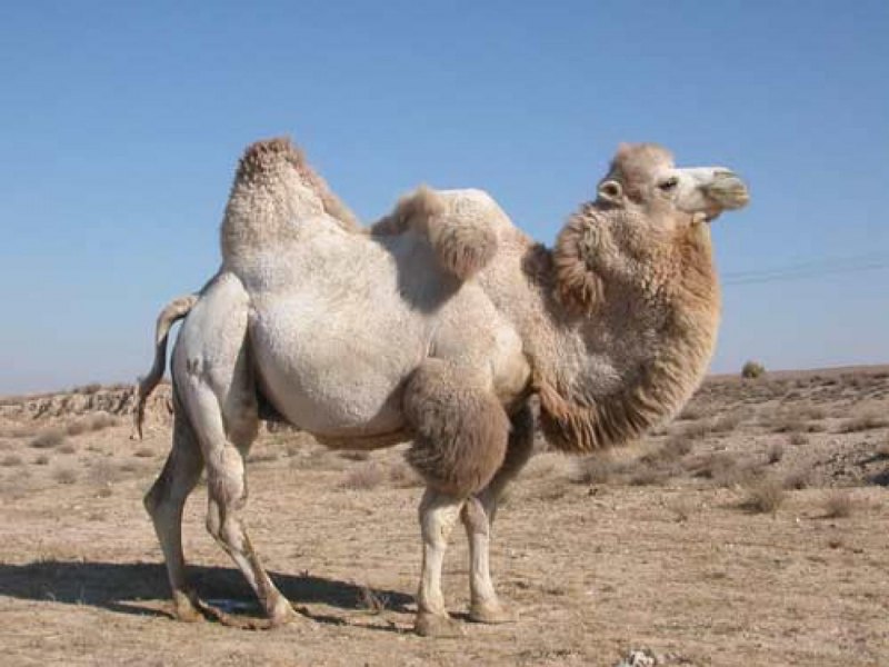 Camelus bactrianus