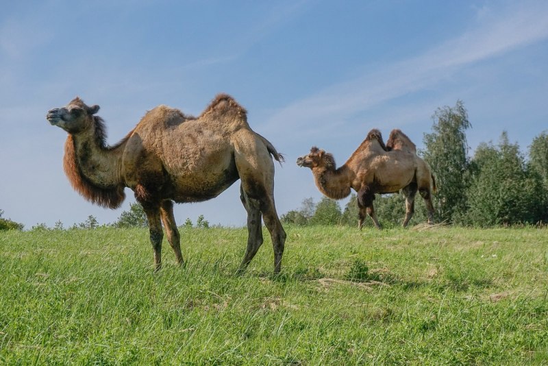 Camelus bactrianus