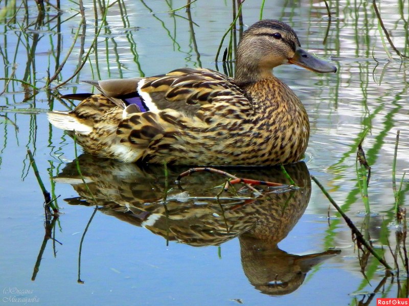 Кряква Уральская