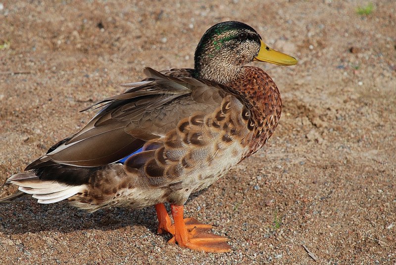 Кря́ква (Anas platyrhynchos)