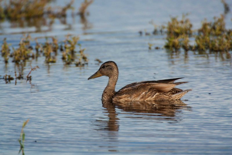 Водоплавающие птицы кряква