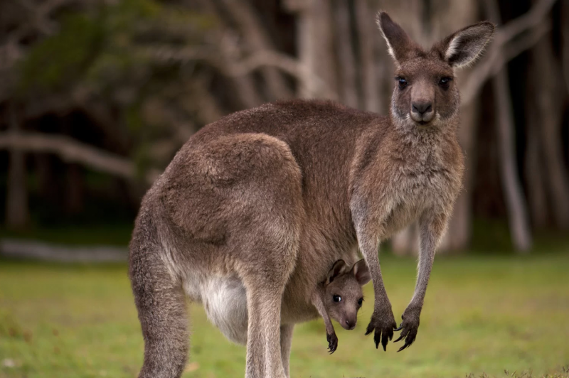 Беременная кенгуру (54 фото)