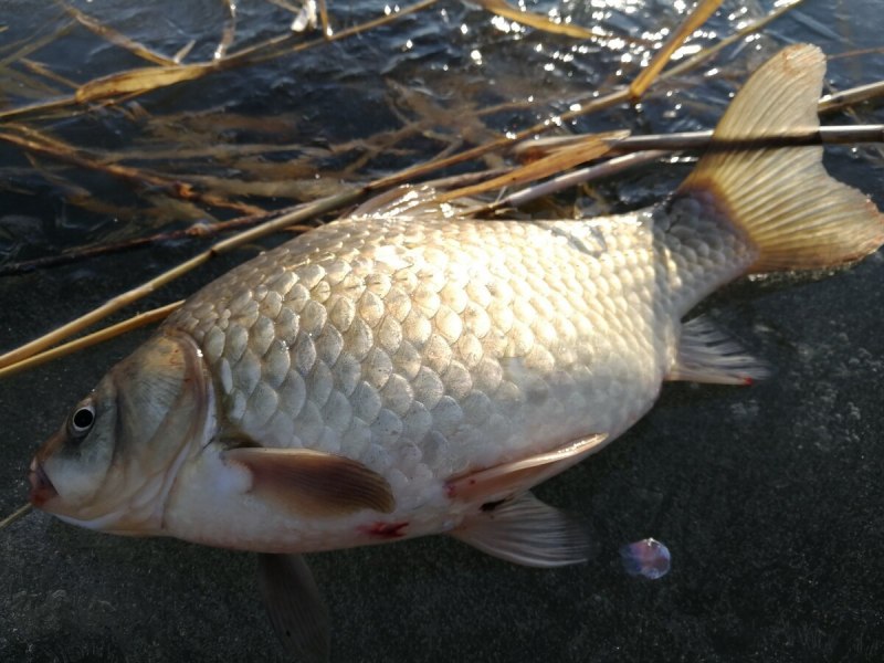 Carassius auratus серебряный карась