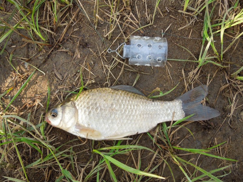 Carassius auratus серебряный карась