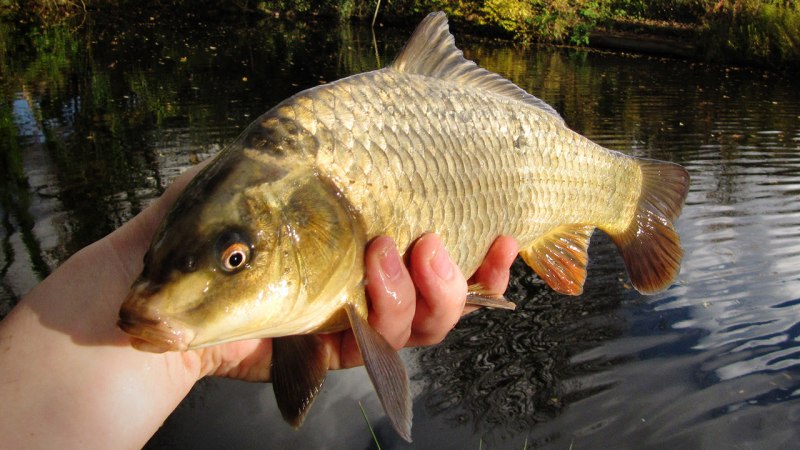 Сазан (Cyprinus Carpio)
