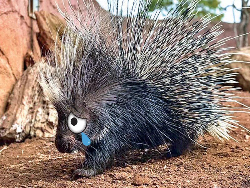 Hystrix Brachyura