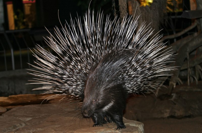 Дикобраз hystrix cristata
