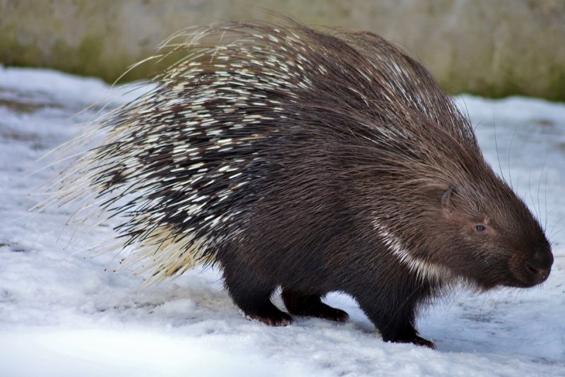 Индийский Дикобраз hystrix Indica