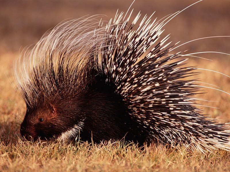 Индийский Дикобраз hystrix Indica