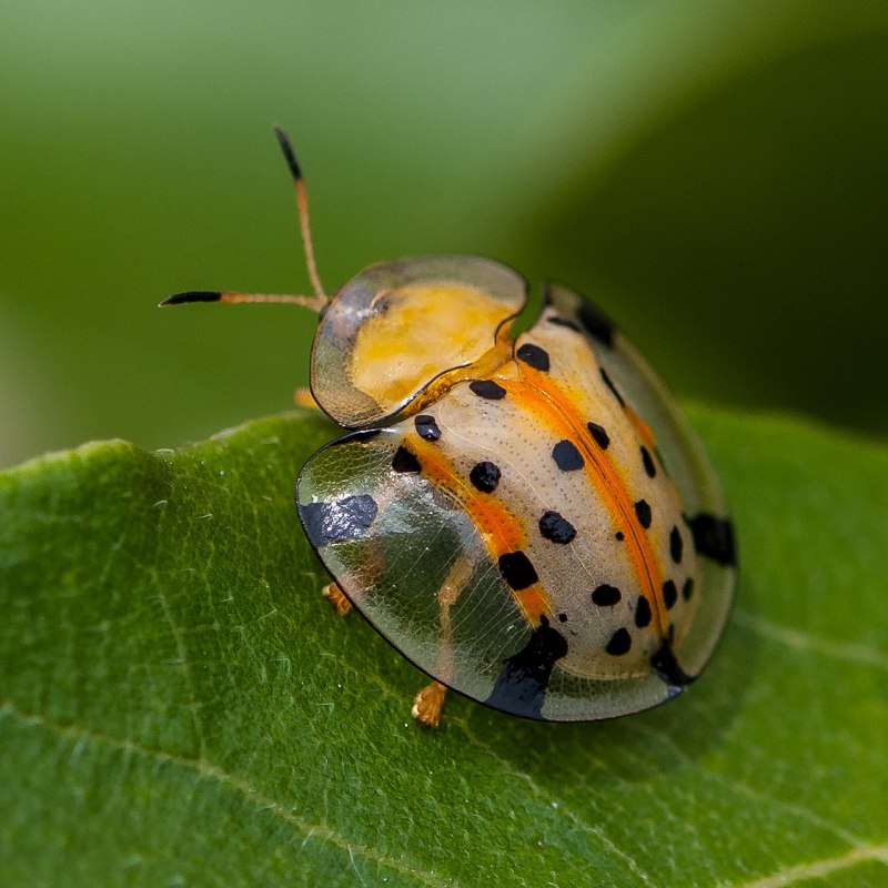 Coccinellidae Божьи коровки