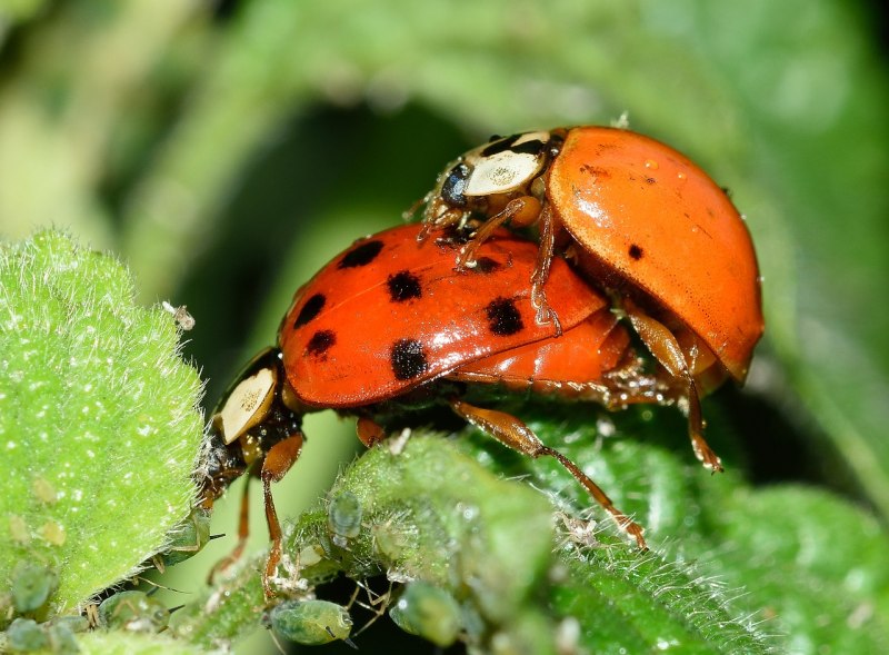 Coccinula quatuordecimpustulata