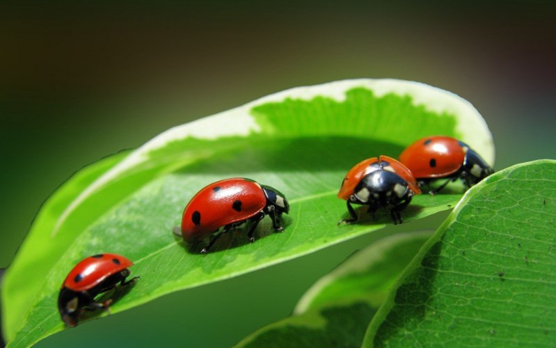 Божья коровка Harmonia axyridis