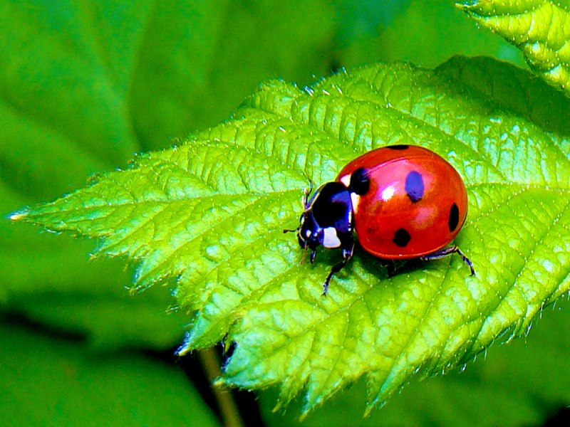 Paraplectana tsushimensis