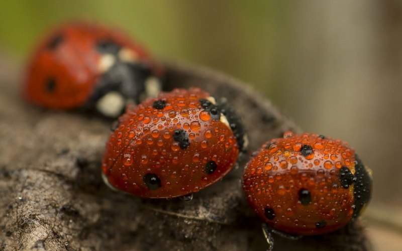 Harmonia axyridis