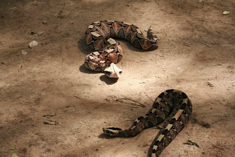 Gaboon Viper змея