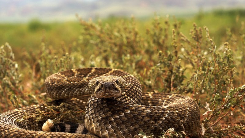 Puff Adder змея