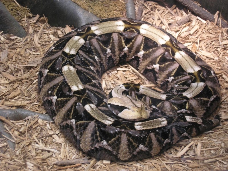 West African Gaboon Viper