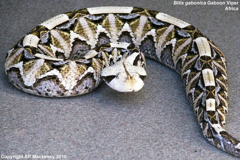 Гадюка Bitis