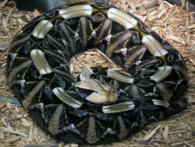 Bitis gabonica Габонская гадюка зуб