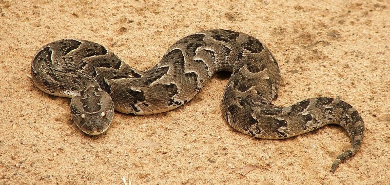 40. Gaboon Viper