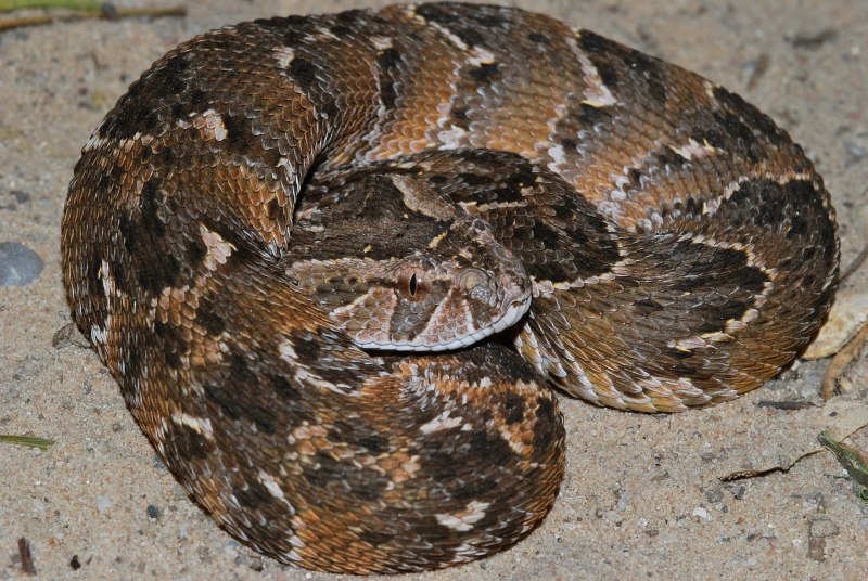 Гадюка Bitis