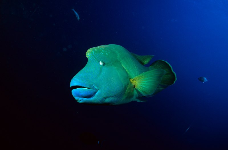 Рыба с тупой мордой морская