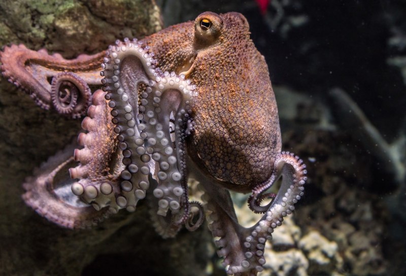 Дальневосточный морской заповедник гигантский осьминог