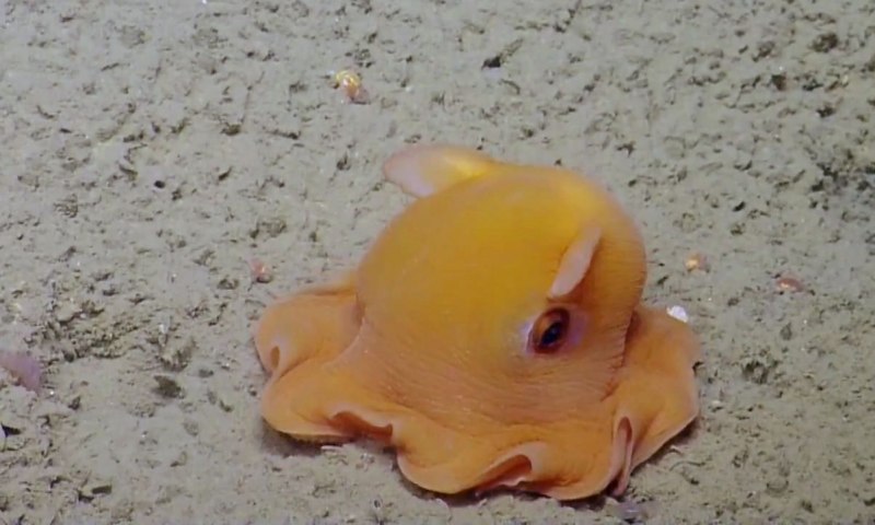 Осьминог Дамбо Grimpoteuthis