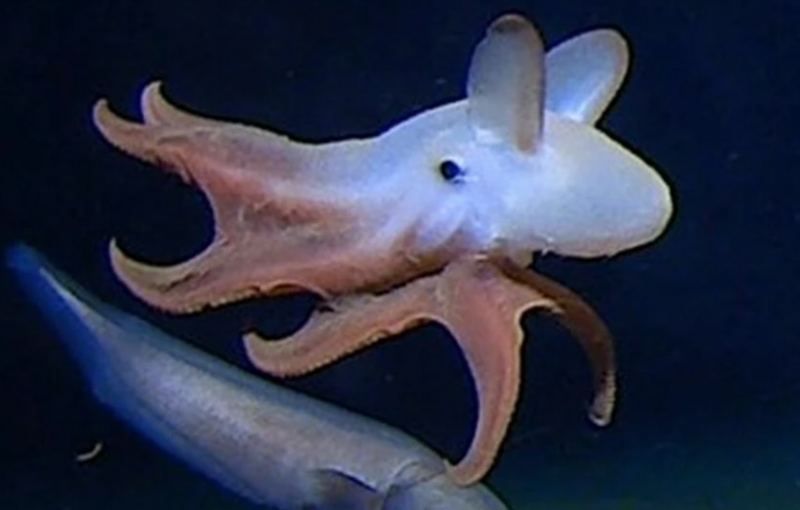 Осьминог Дамбо Grimpoteuthis