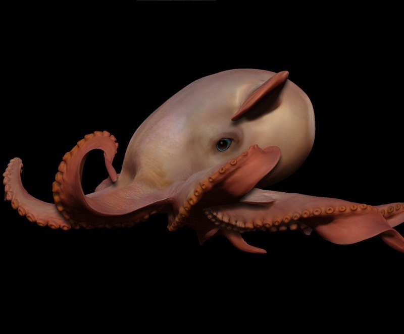 Осьминог Дамбо Grimpoteuthis